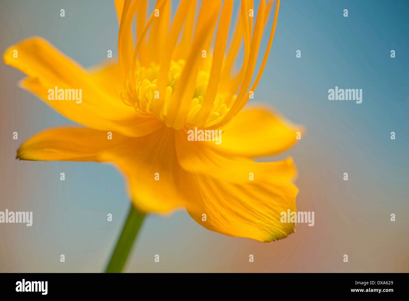 Globeflower, Trollblume Chinensis, gelbe Blume zeigt Staubgefäße und Stigmatisierung. Stockfoto