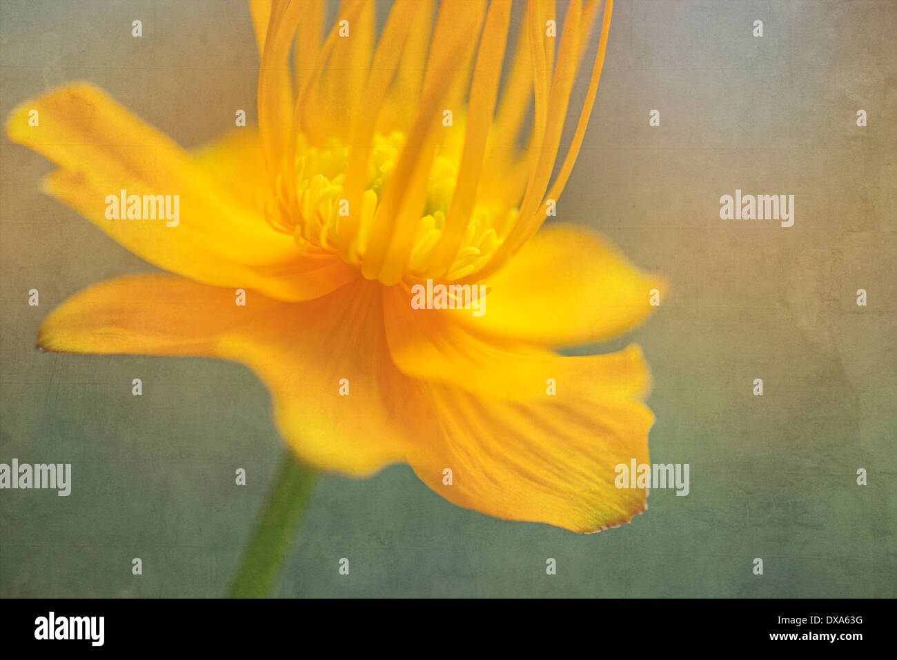 Globeflower, Trollblume Chinensis, gelbe Blume zeigt Staubgefäße und Stigmatisierung. Stockfoto