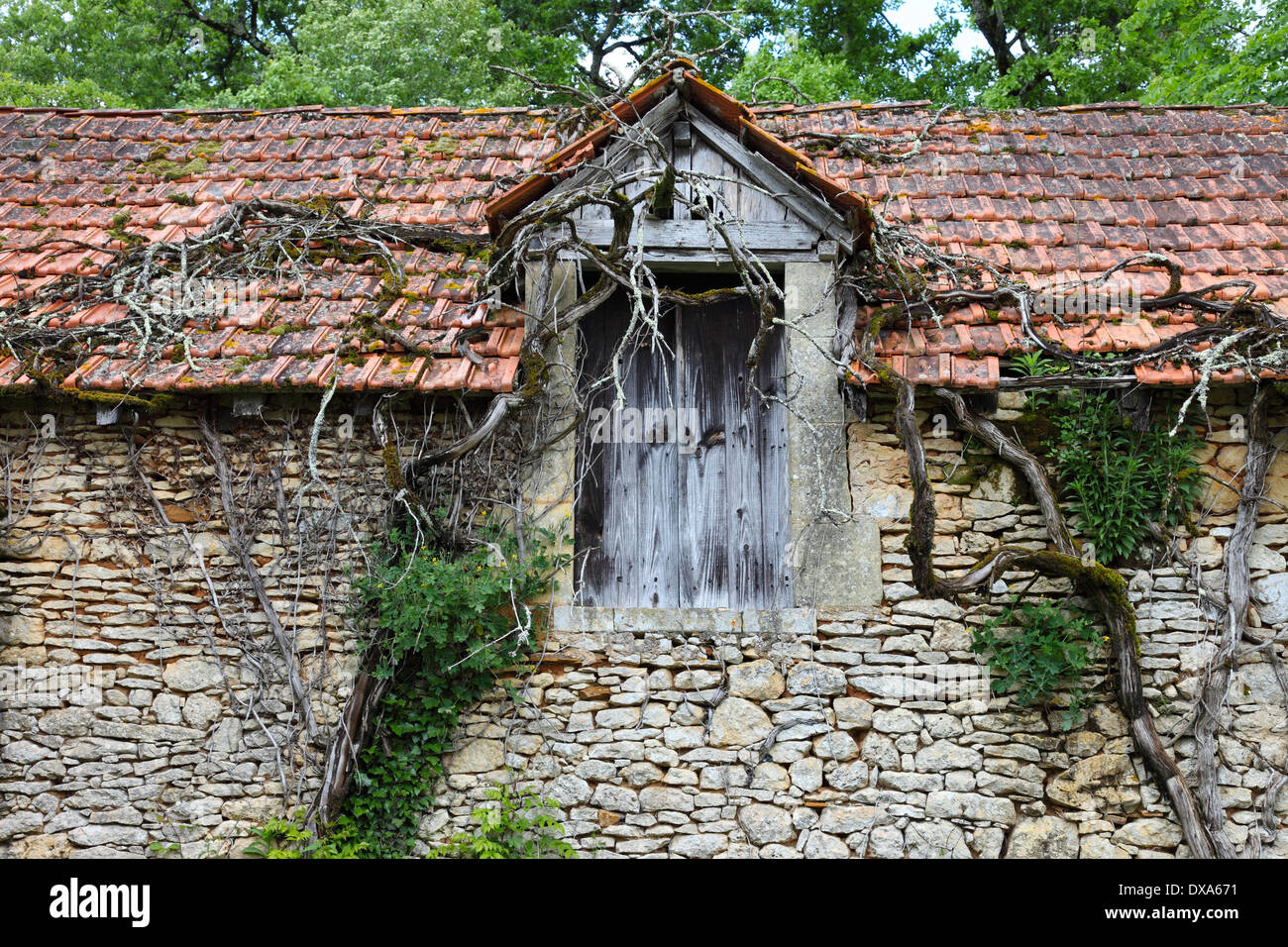 Alte Scheune in einer verlassenen Französisch Gehöft Vézère-Tal Dordogne Frankreich EU Stockfoto