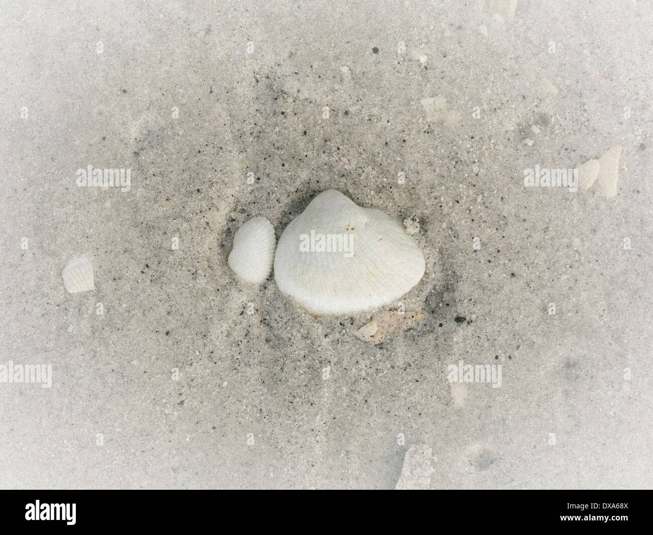 Muschel im Sand auf Gasparilla Island Beach, Golfküste, Florida, USA Stockfoto