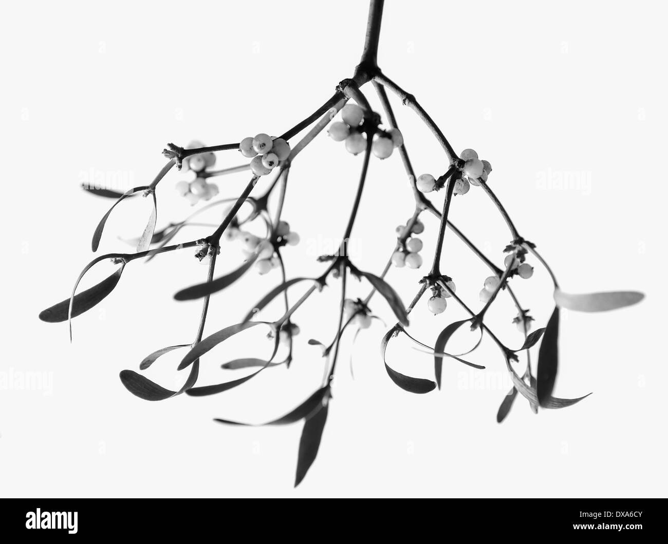 Mistel, Viscum Album. eine schwarz / weiß Aufnahme einer Reihe hängend mit weißen Beeren vor weißem Hintergrund. Stockfoto