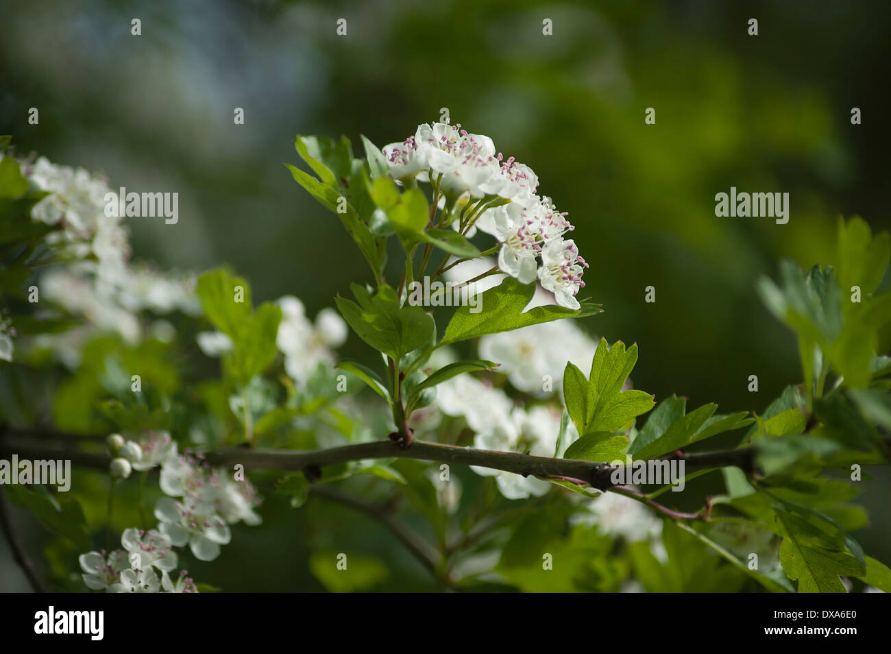 Weißdorn, Crataegus Laevigata, Zweig mit Zweige der Blüte rosa Spitzen Staubgefäße zeigen. Stockfoto