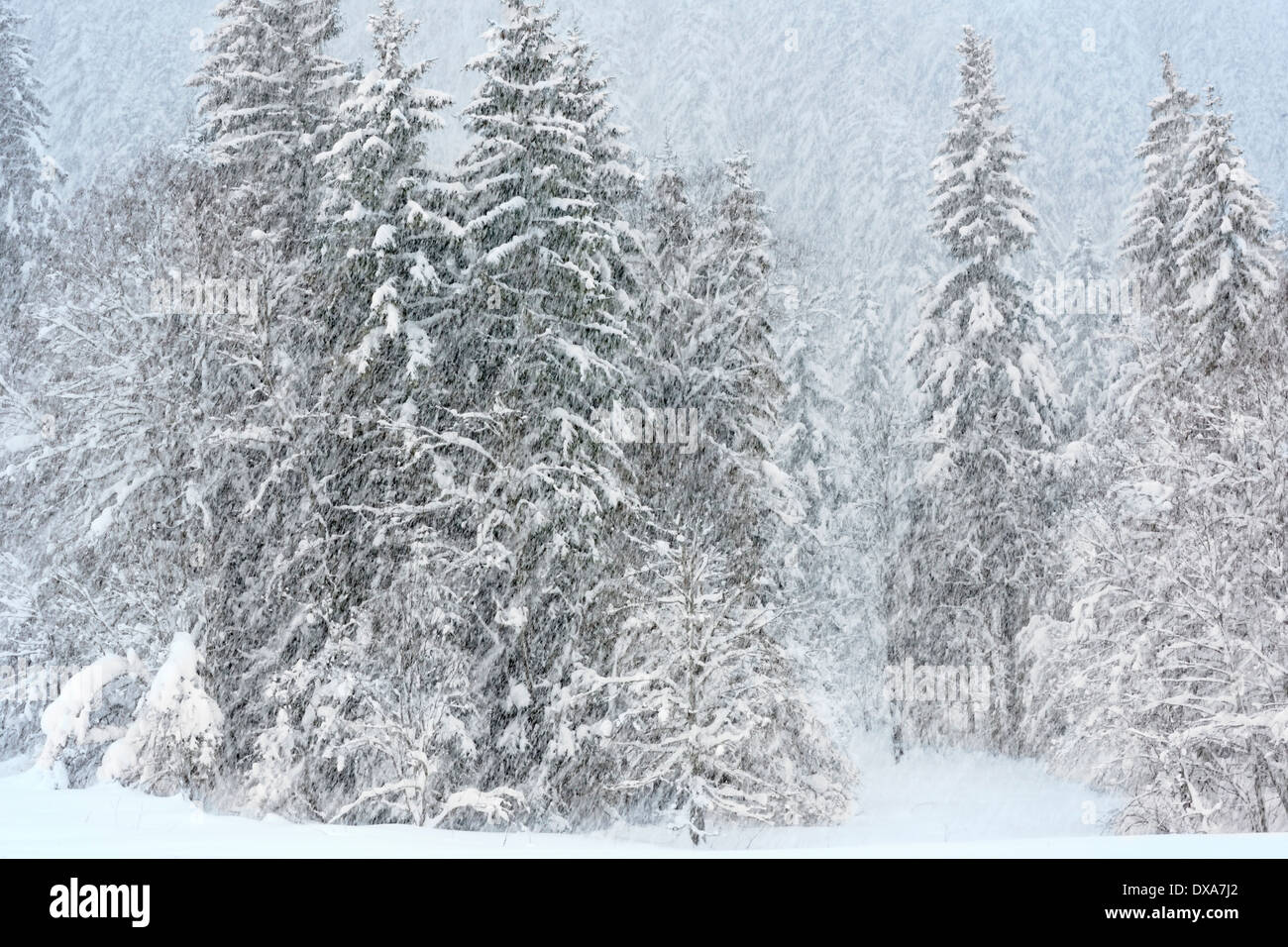 Pinien mit Schnee während des Schneesturms. Stockfoto