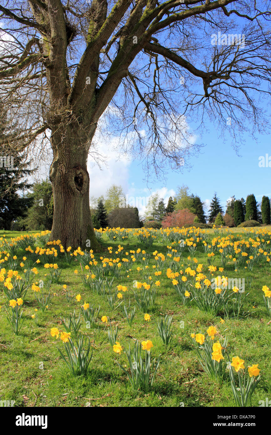 Nymans, Sussex, England, UK. 21. März 2014. Der herrliche Anblick der Frühlingsblumen blühen. Narzissen blühen hier unter einem Baum in der Landschaft von Sussex. Bildnachweis: Julia Gavin/Alamy Live-Nachrichten Stockfoto