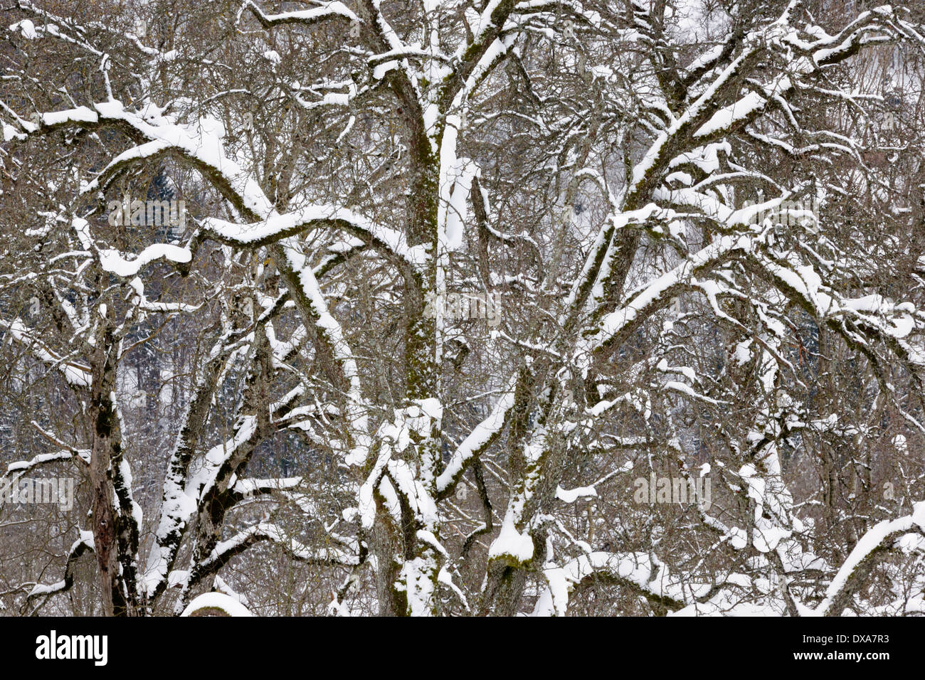 Detail aus einem Wald und Bäume mit Schnee bedeckt. Stockfoto