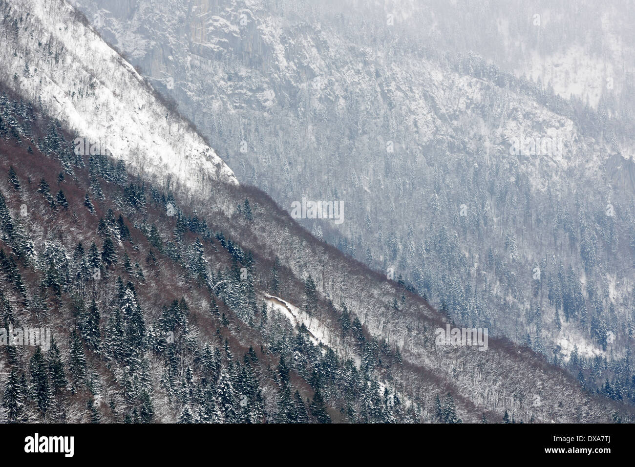 Sehen Sie auf einen Berg mit Schnee bedeckten Pinienwald. Stockfoto