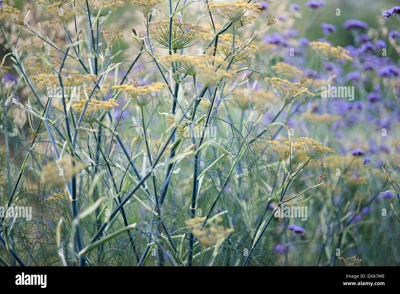 Bronze-Fenchel Foeniculum Vulgare 'Purpureum' Senf gelbe Blüten auf hohen blauen grünen Stielen kombiniert mit brasilianischen Pflanzen Stockfoto
