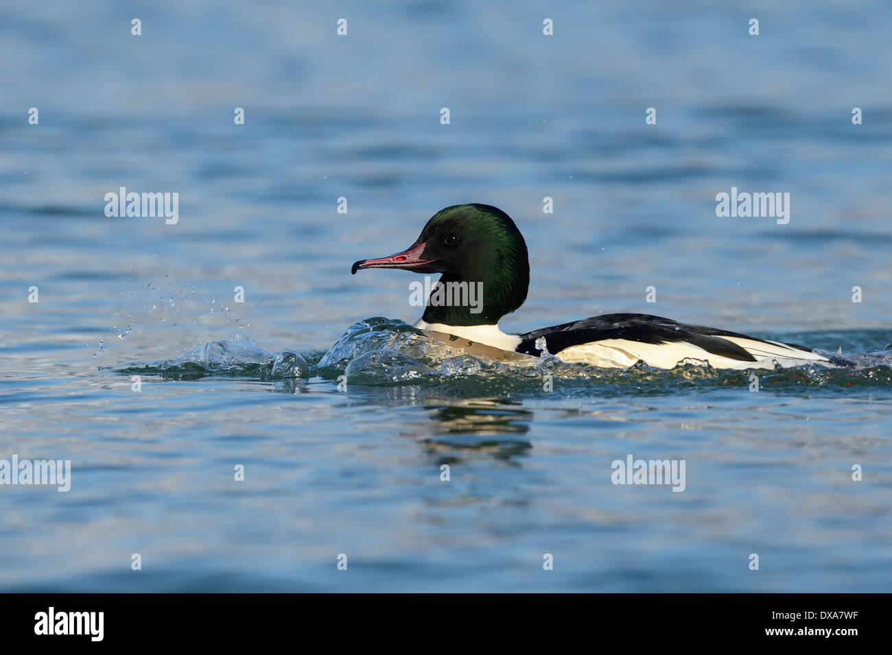 Gemeinsamen Prototyp im Wasser schwimmen. Stockfoto