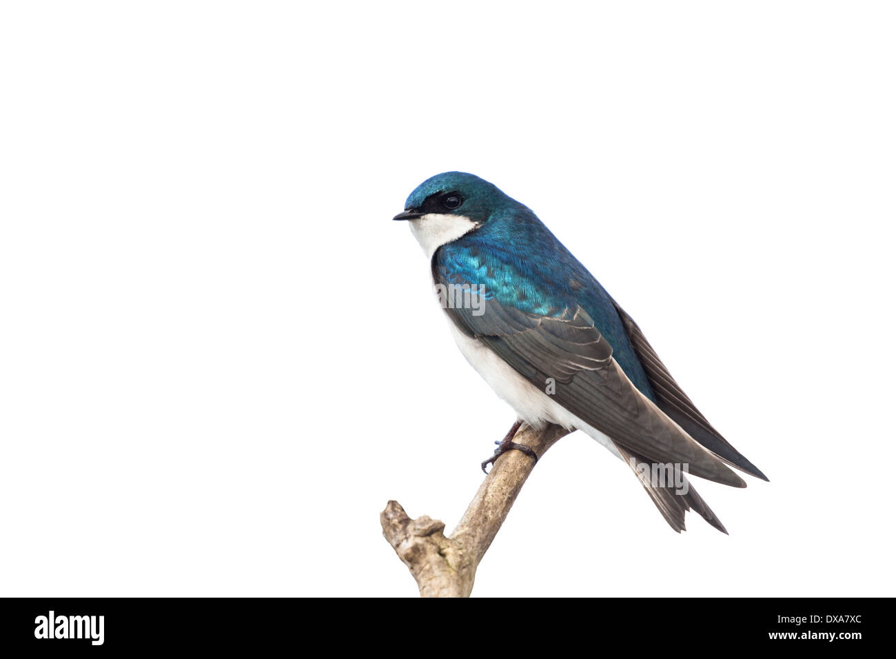 Blauer Baum Schwalbe mit weißem Hintergrund Stockfoto