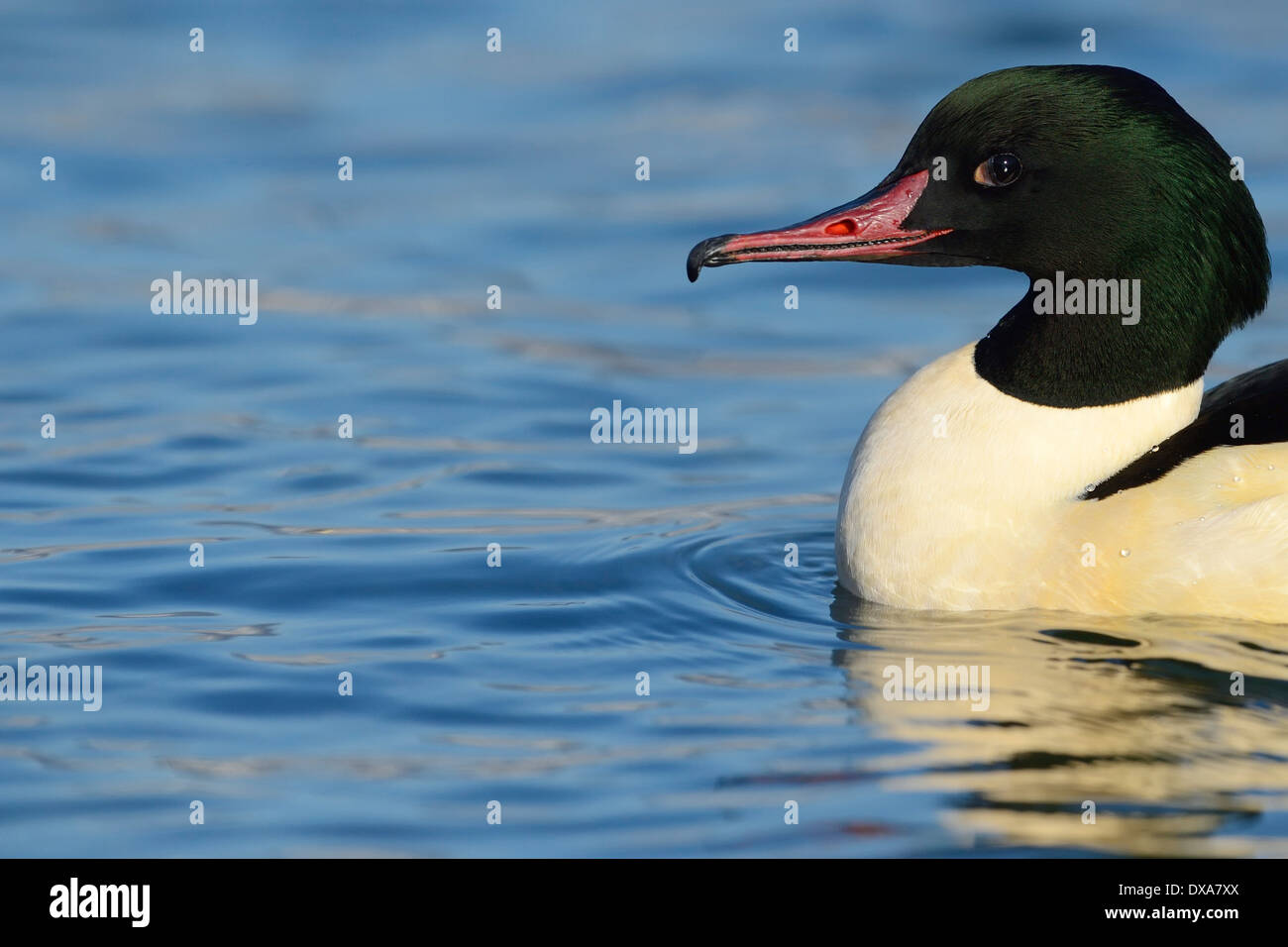 Gemeinsamen Prototyp-Porträt. Stockfoto