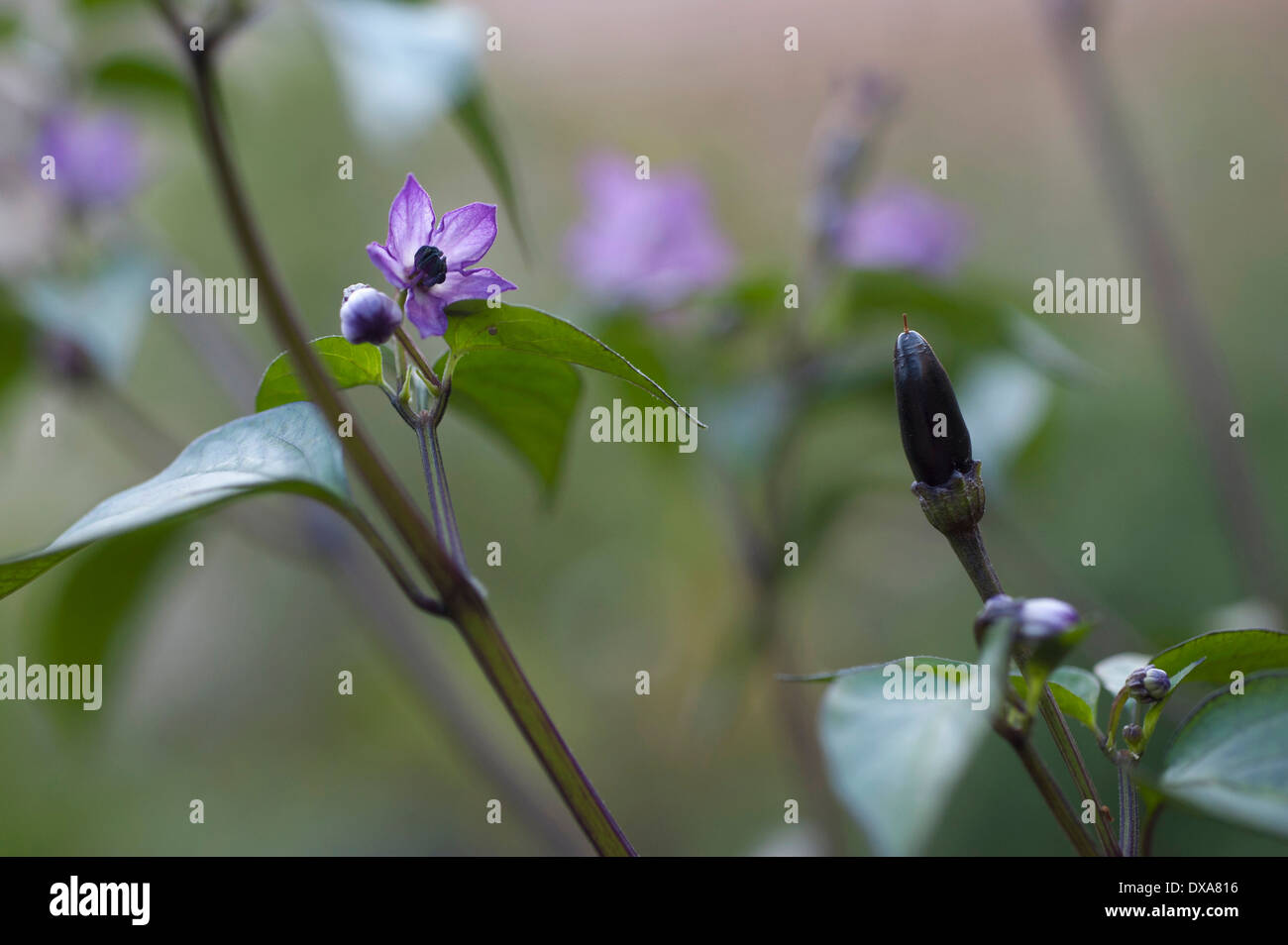 Chili-Pfeffer, Capsicum Annuum "Zimbabwe Black", lila Blüten und Knospen mit einem kleinen schwarzen Chili und lila gefärbte Blätter. Stockfoto