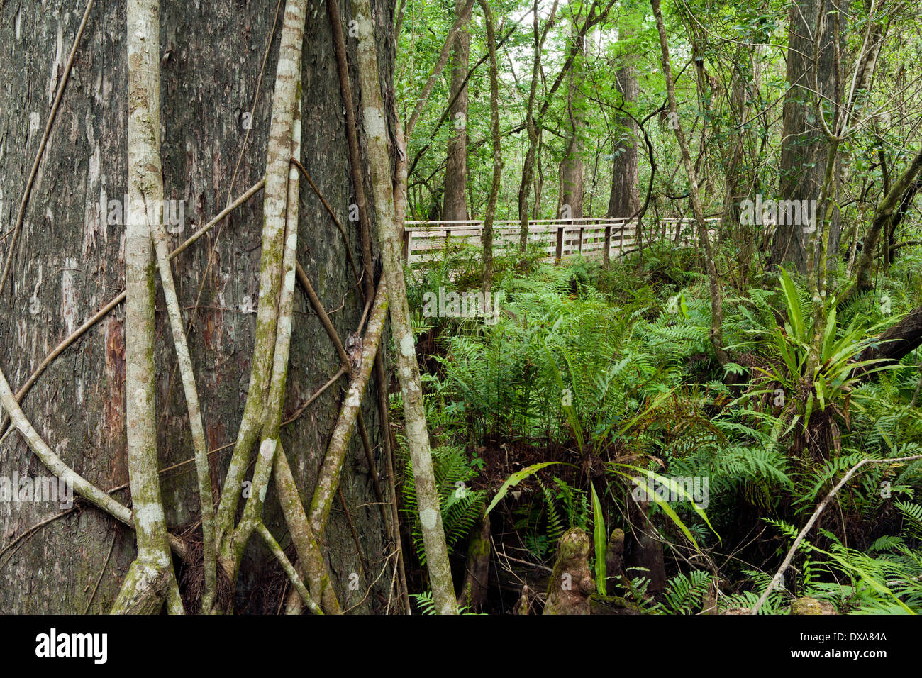 Corkscrew Swamp Sanctuary (zusammengesetztes Bild) - in der Nähe von Naples, Florida USA Stockfoto