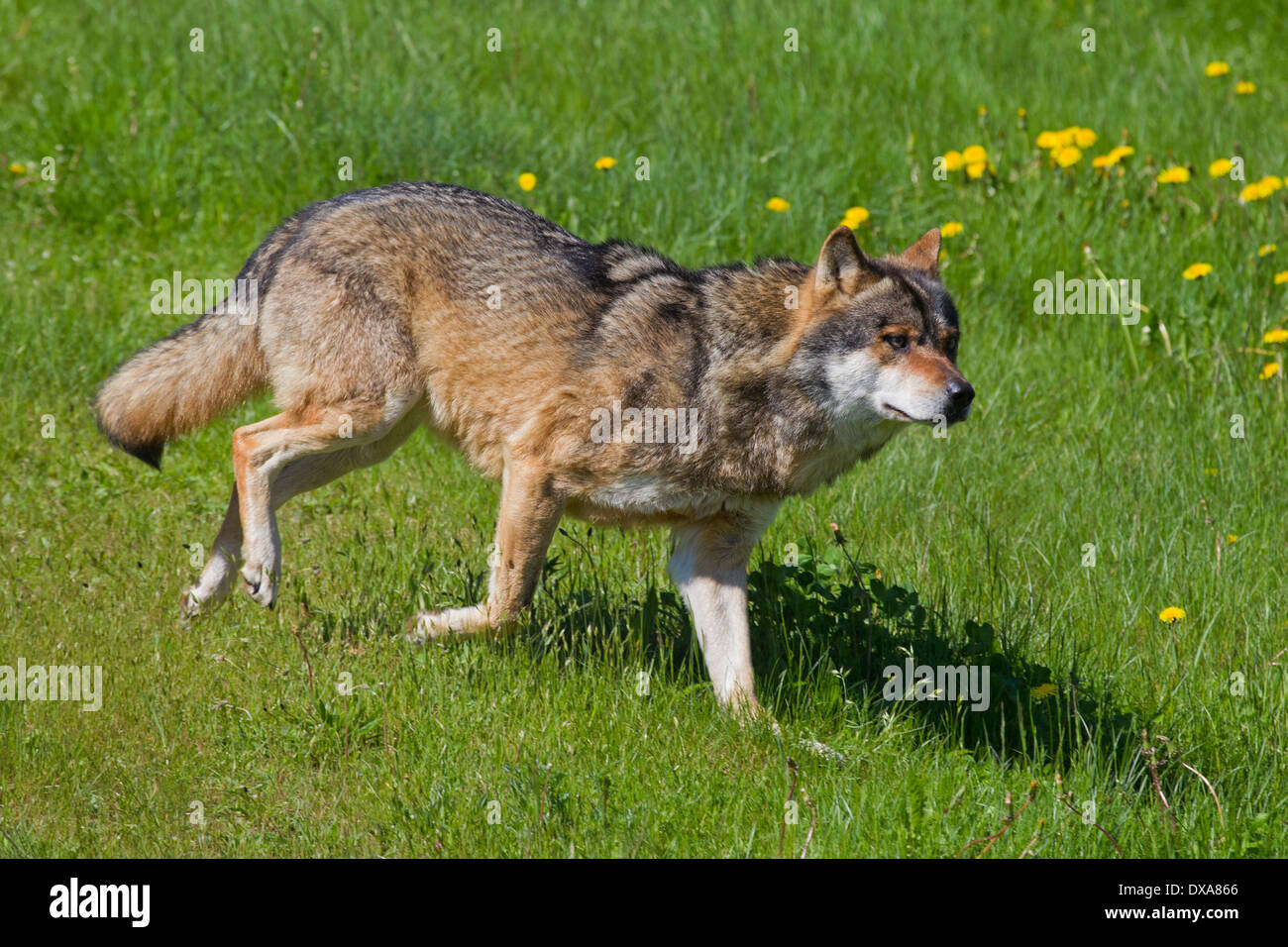 Eurasische Wolf (Canis Lupus Lupus) laufen auf Wiese im Sommer Stockfoto