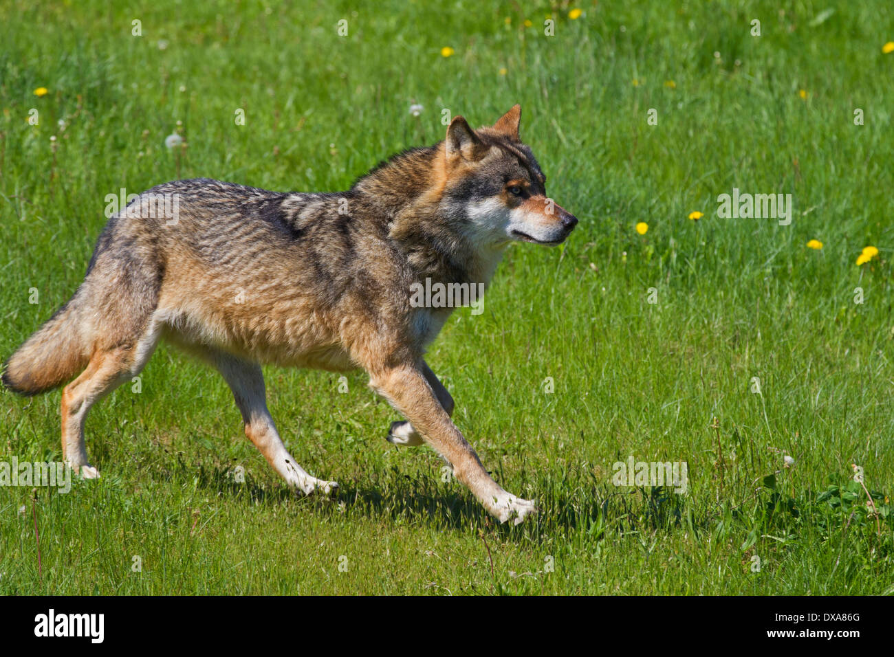 Eurasische Wolf (Canis Lupus Lupus) laufen auf Wiese im Sommer Stockfoto