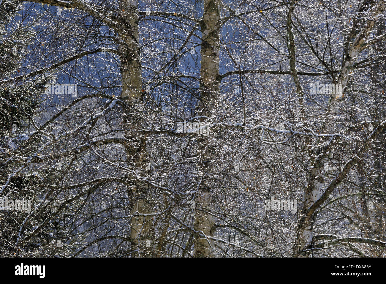 Wald im Winter. Stockfoto
