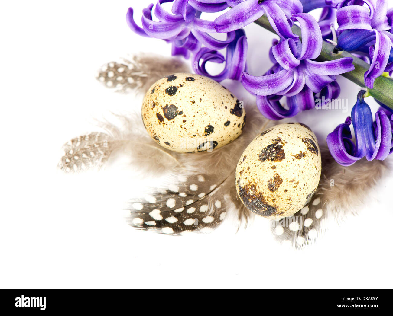 Ostereier und Blumen. Hyazinthe Stockfoto