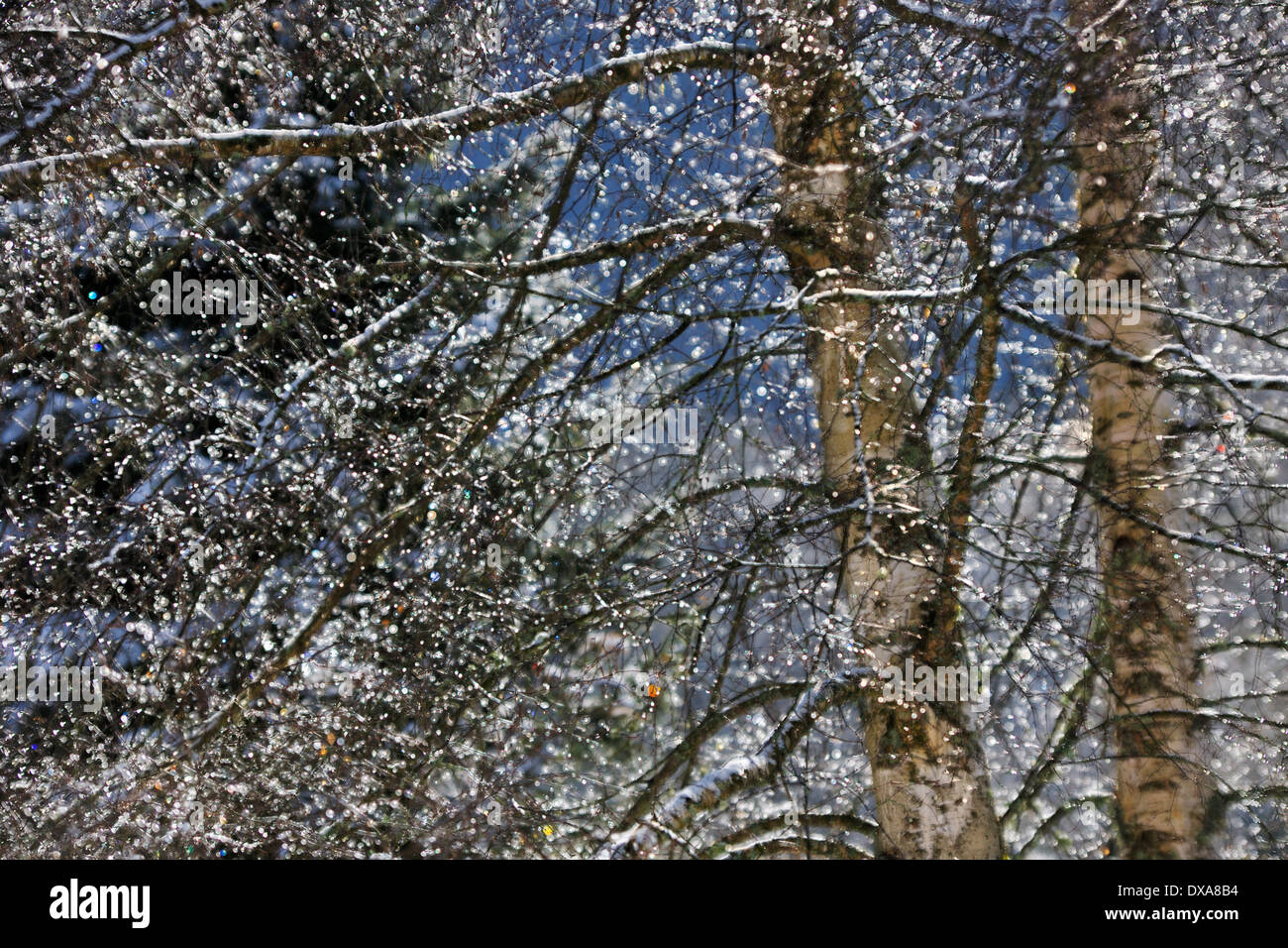 Krabbelt und Baum im Winter. Stockfoto