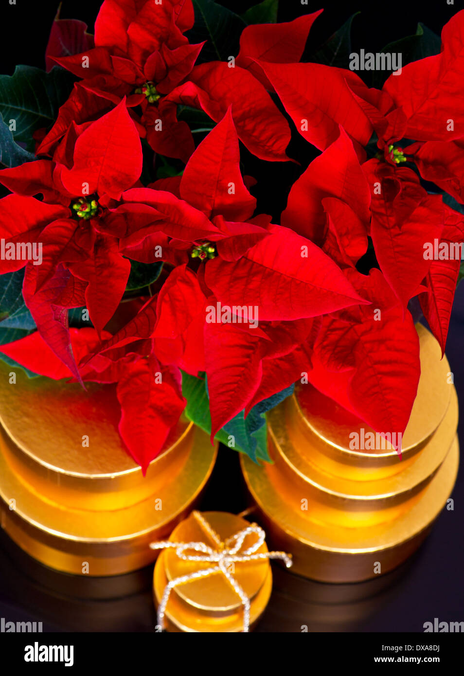 schöne Weihnachtsstern. rote Weihnachten Blume mit goldenen Geschenke Stockfoto