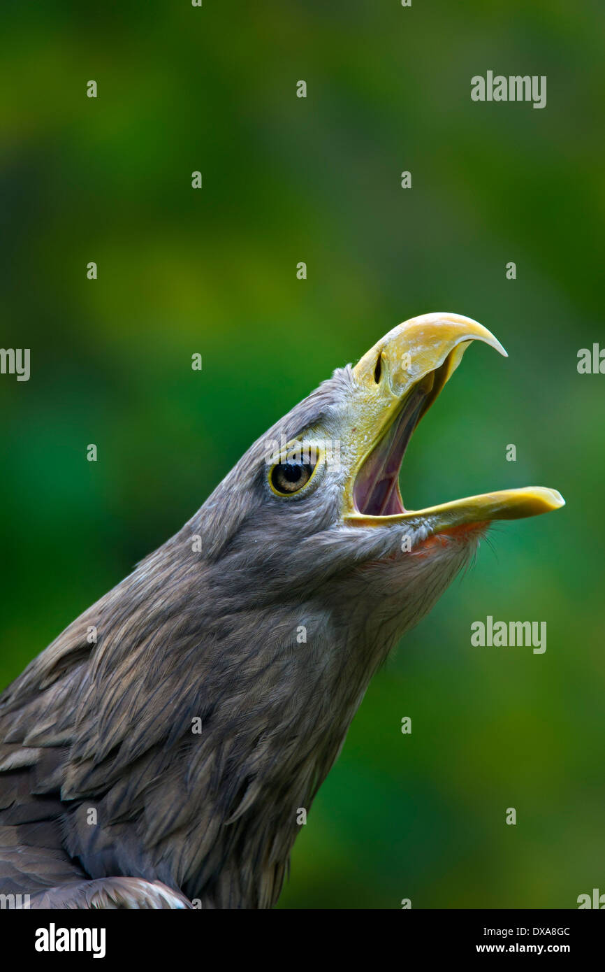 Seeadler / Sea Eagle / Erne (Haliaeetus Horste) Großaufnahme Porträt des Vogels aufrufen Stockfoto