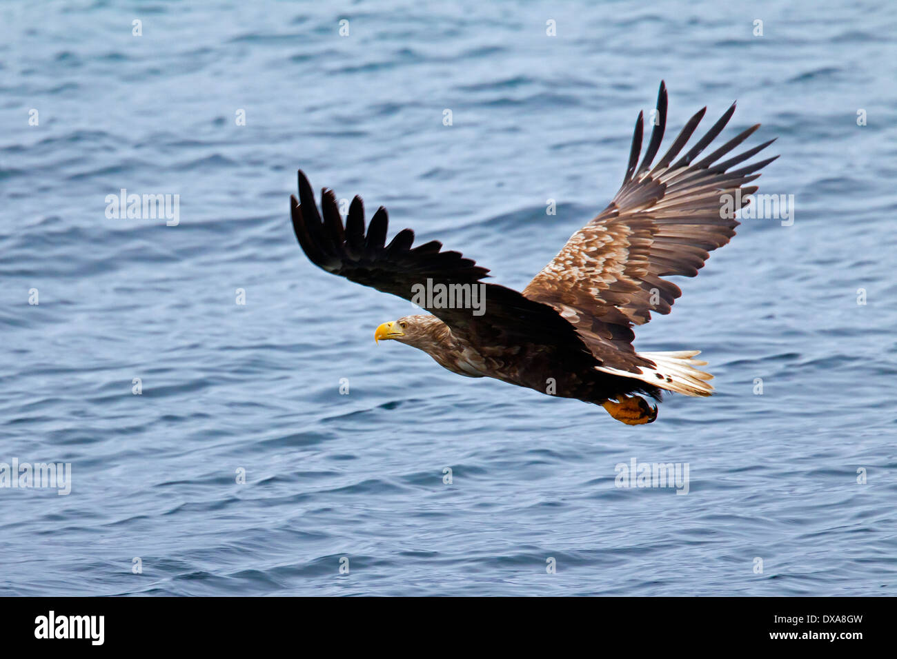 Seeadler / Sea Eagle / Erne (Haliaeetus Horste) im Flug über dem Meer Stockfoto