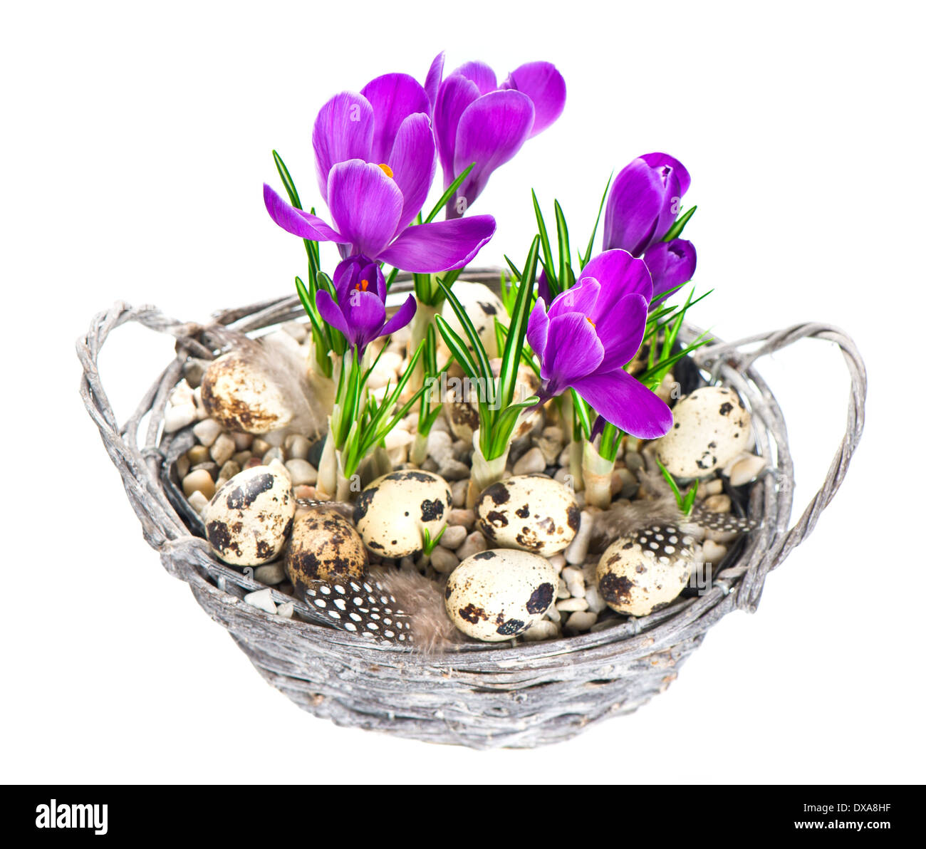 BEAUTIFIL Frühling Krokus blüht im Korb mit Ostereiern und Vögel Federn Dekoration Stockfoto