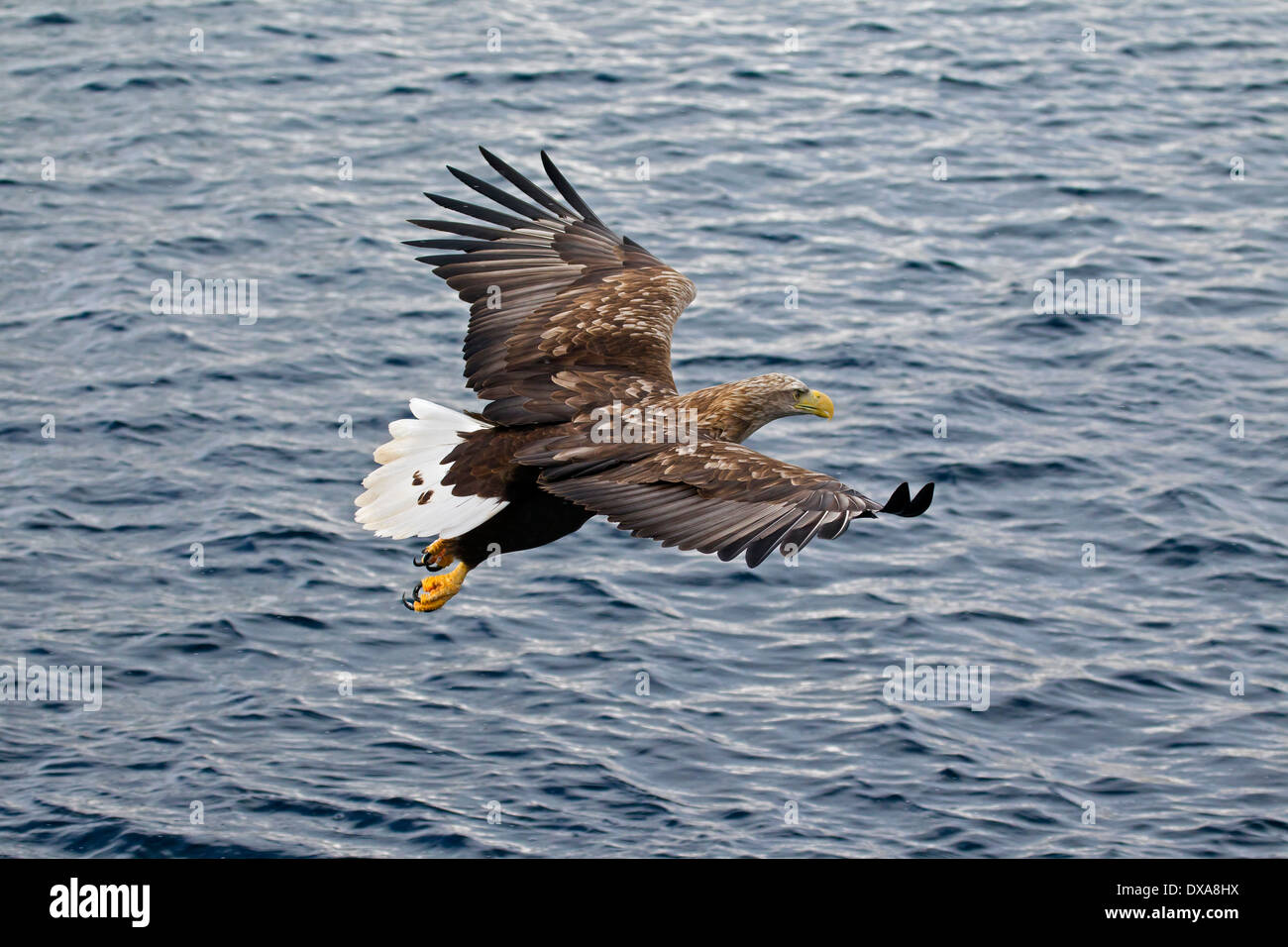 Seeadler / Sea Eagle / Erne (Haliaeetus Horste) im Flug über dem Meer Stockfoto