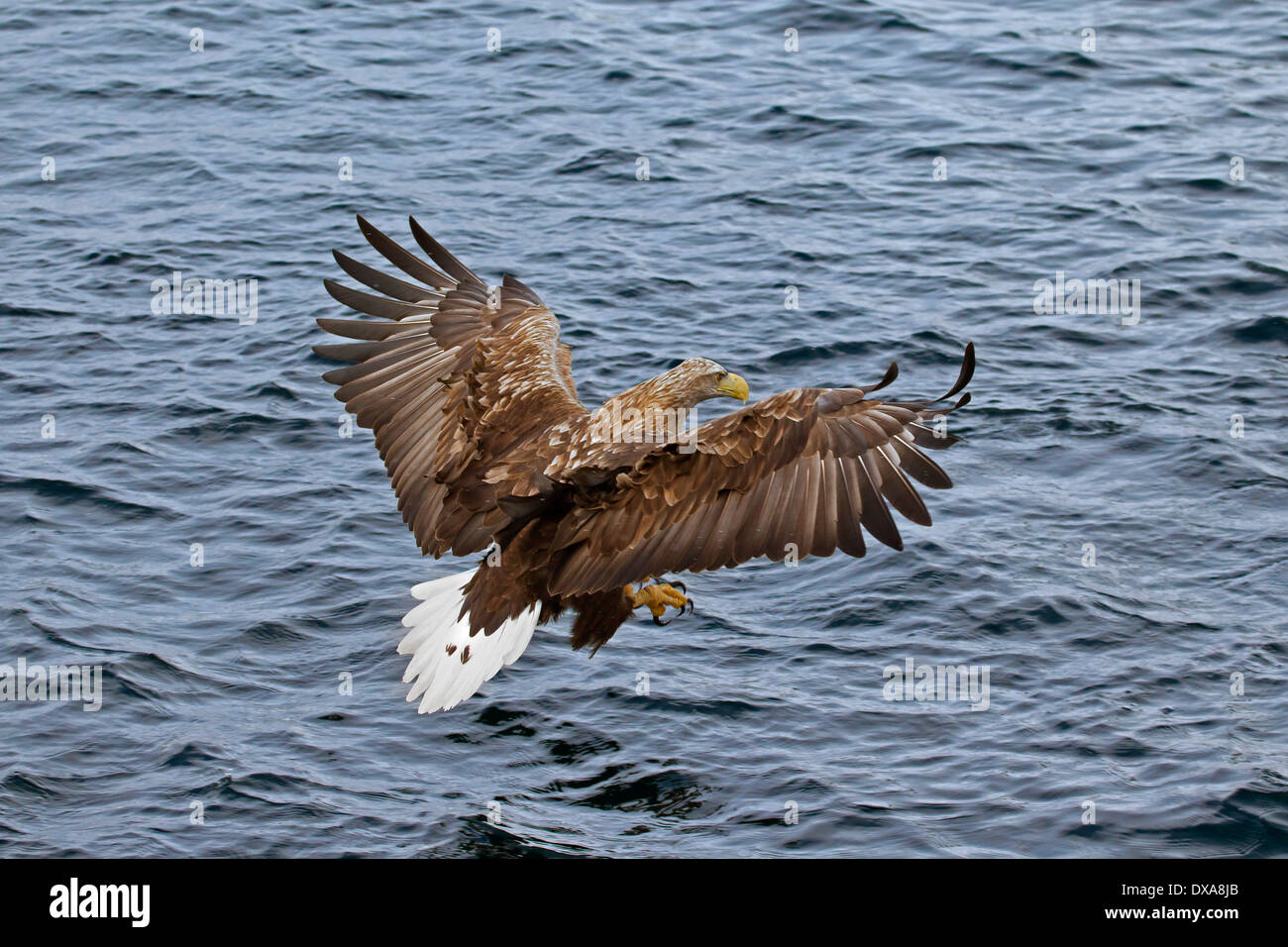 Seeadler / Sea Eagle / Erne (Haliaeetus Horste) im Flug über dem Meer Fische fangen Stockfoto