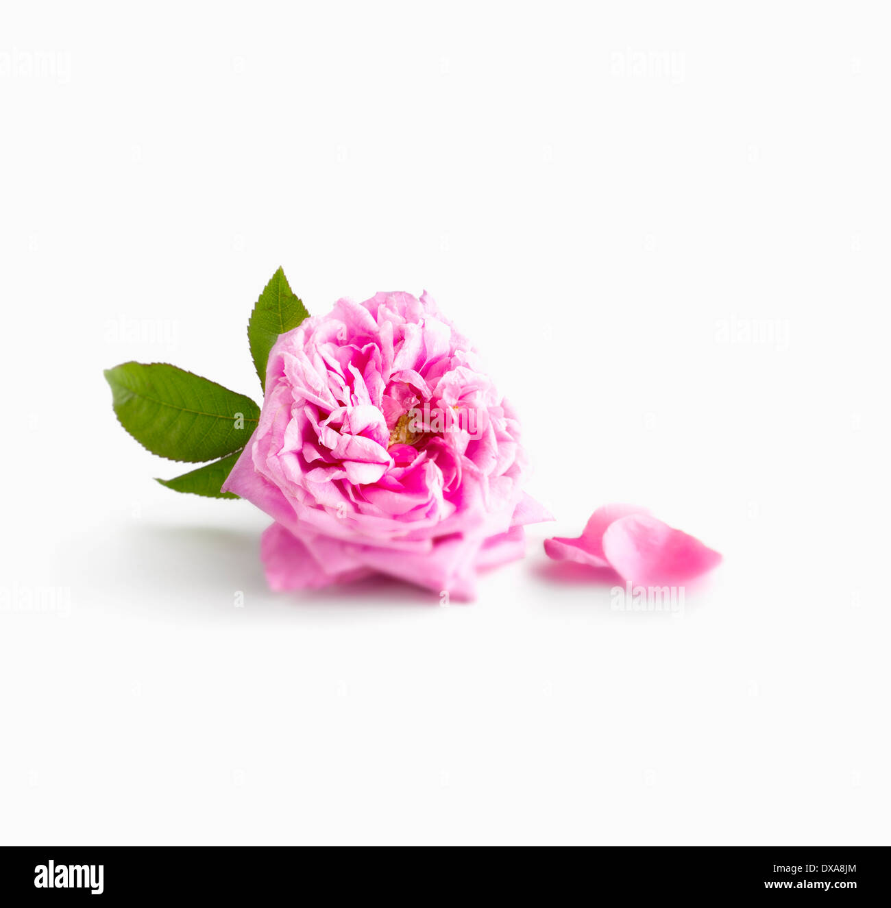 Damaszener Rose, Rosa Damascena, mit Blättern und lose Blätter, mit Schatten und einige soft-Fokus. Stockfoto