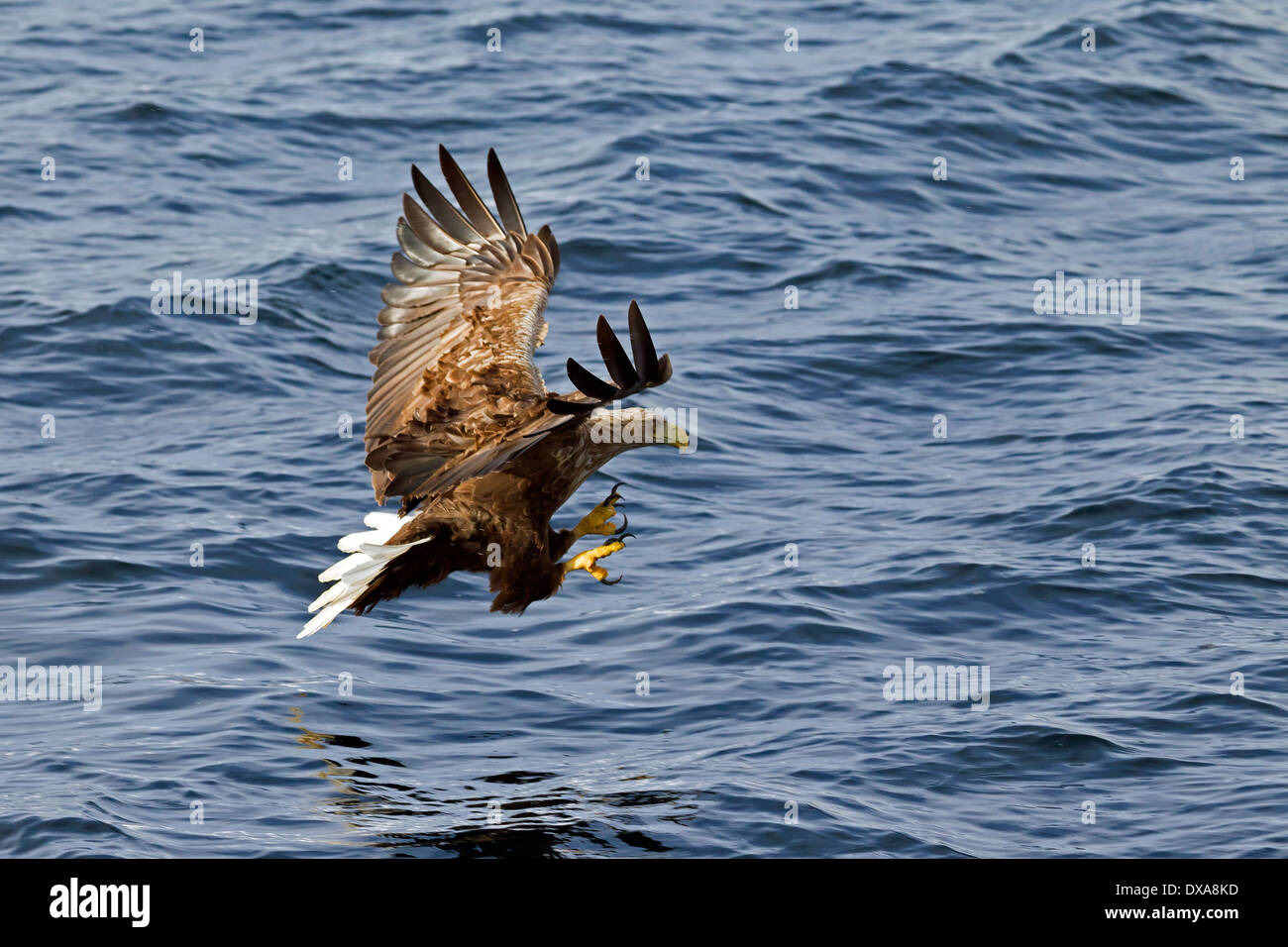 Seeadler / Sea Eagle / Erne (Haliaeetus Horste) im Flug über dem Meer Fische fangen Stockfoto