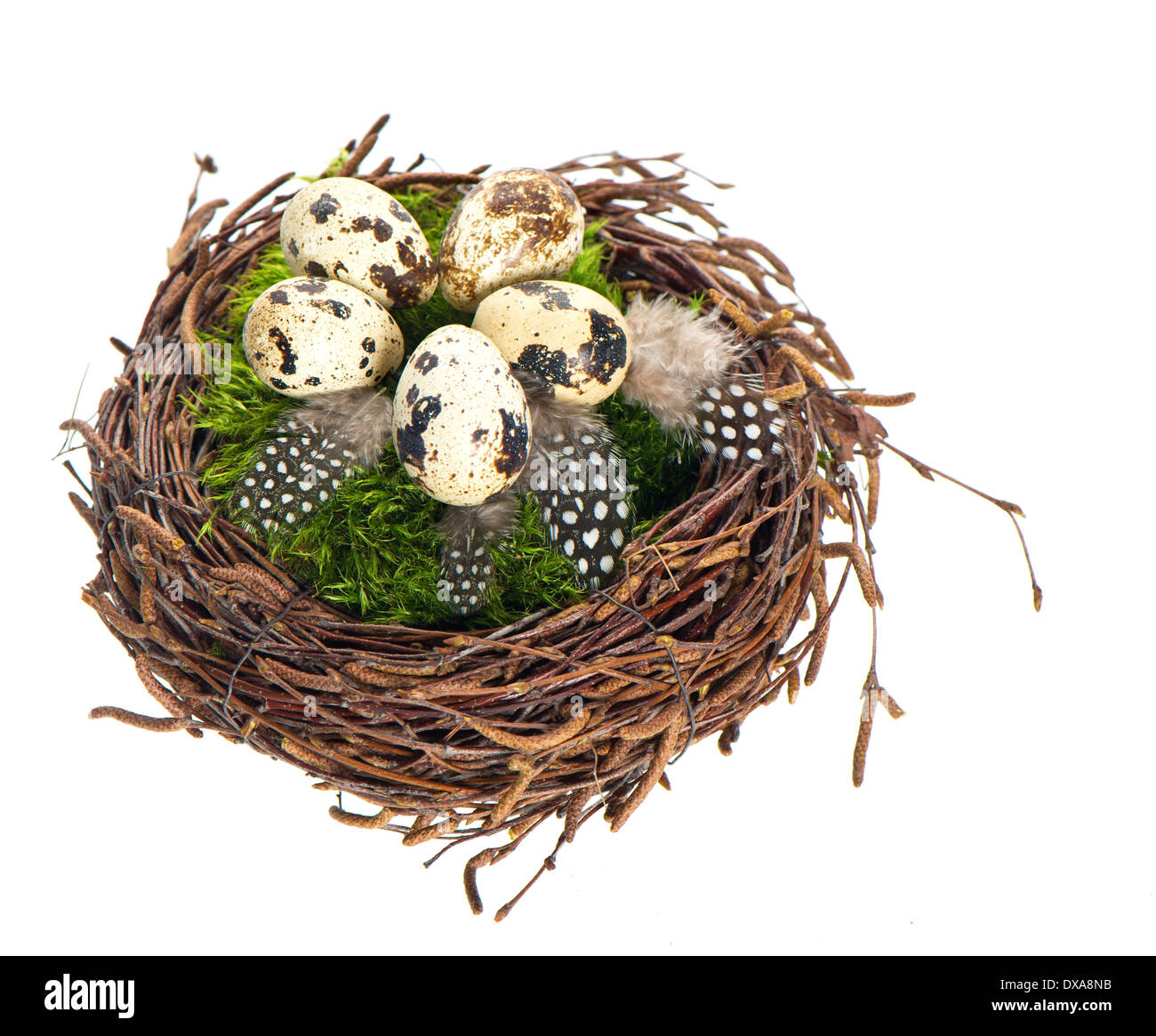 Nest mit Eiern und Vögel Feder Wachtel auf weißem Hintergrund Stockfoto