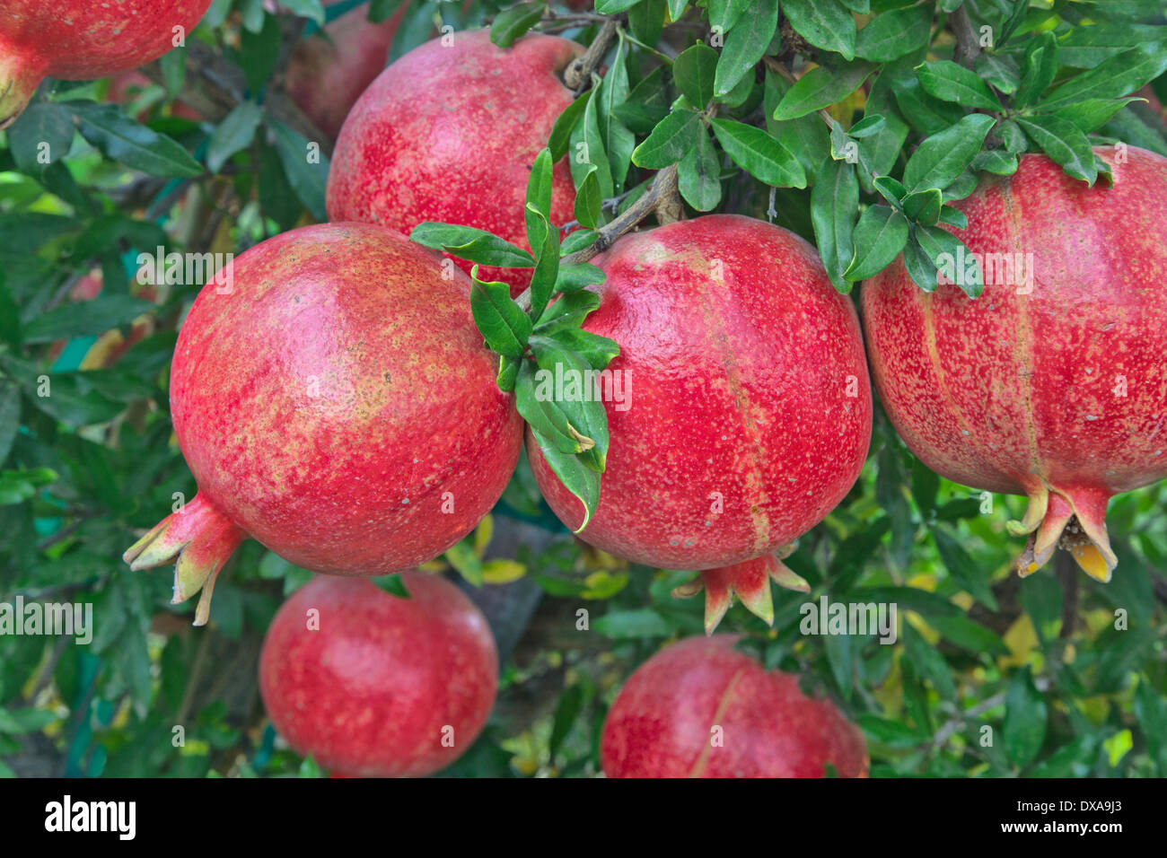 Reife Granatäpfel auf Bush. Stockfoto