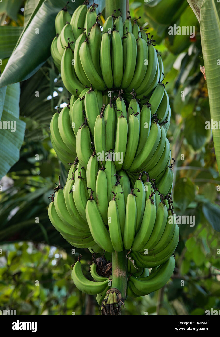 Bananenbaum, Jamaika Stockfoto