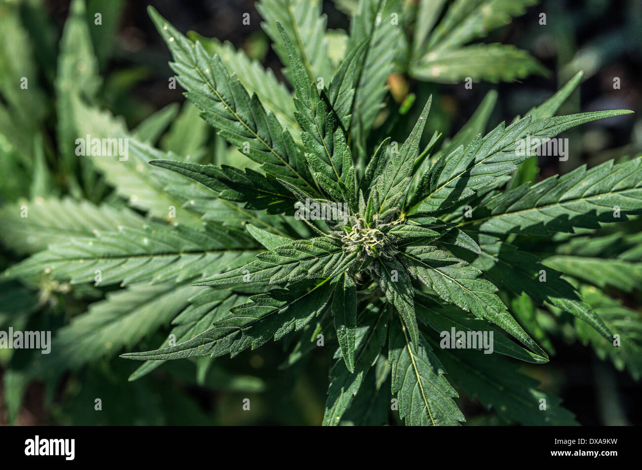 Marihuana Pflanze Detail, Jamaika Stockfoto