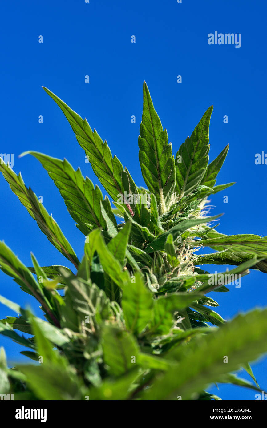 Marihuana Pflanze Detail, Jamaika Stockfoto