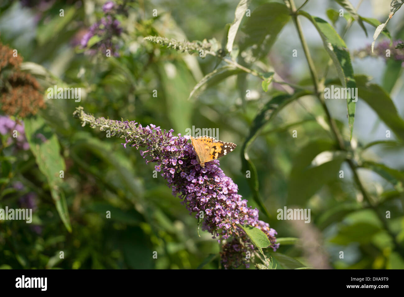 Distelfalter Schmetterling, Vanessa Cardui auf Buddleja davdii Stockfoto