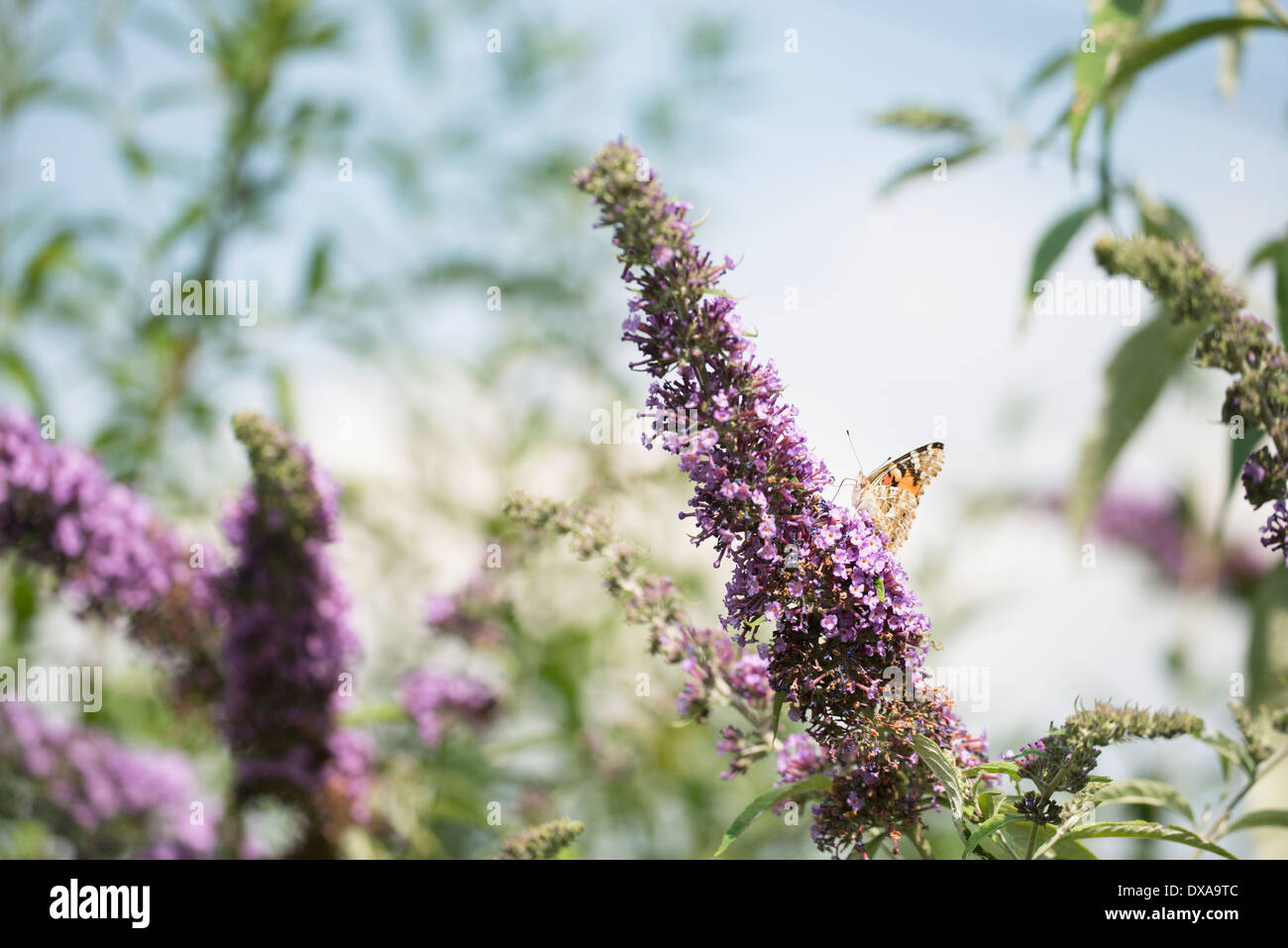 Distelfalter Schmetterling, Vanessa Cardui auf Buddleja davdii Stockfoto