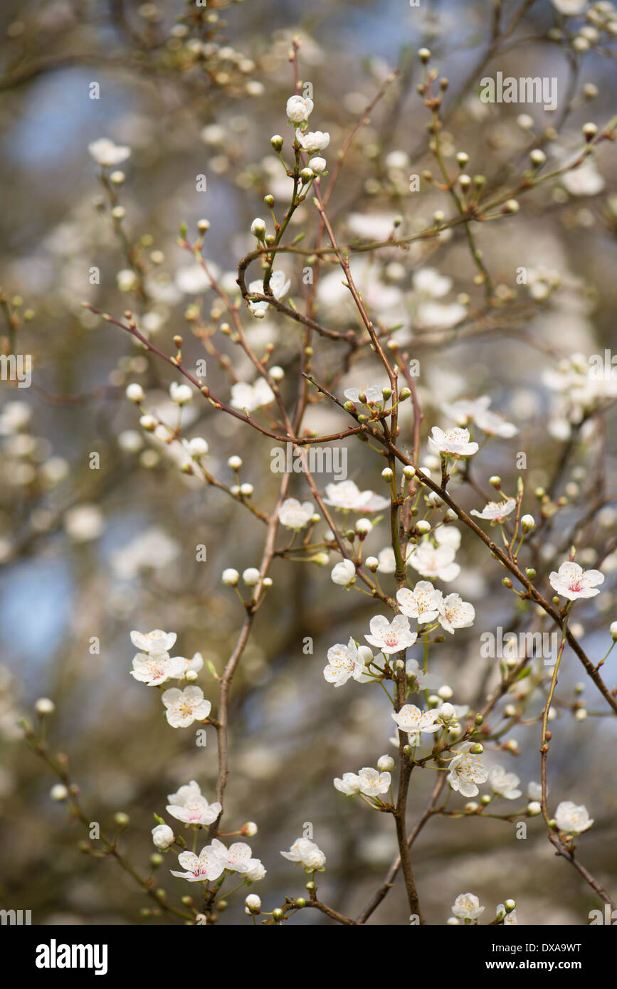 Frühe Blüte Kirschbaum in voller Blüte Stockfoto