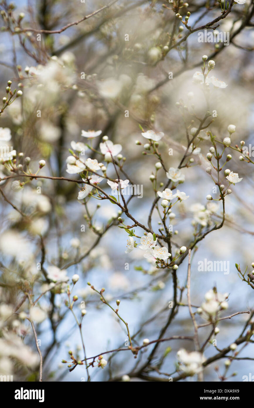 Frühe Blüte Kirschbaum in voller Blüte Stockfoto