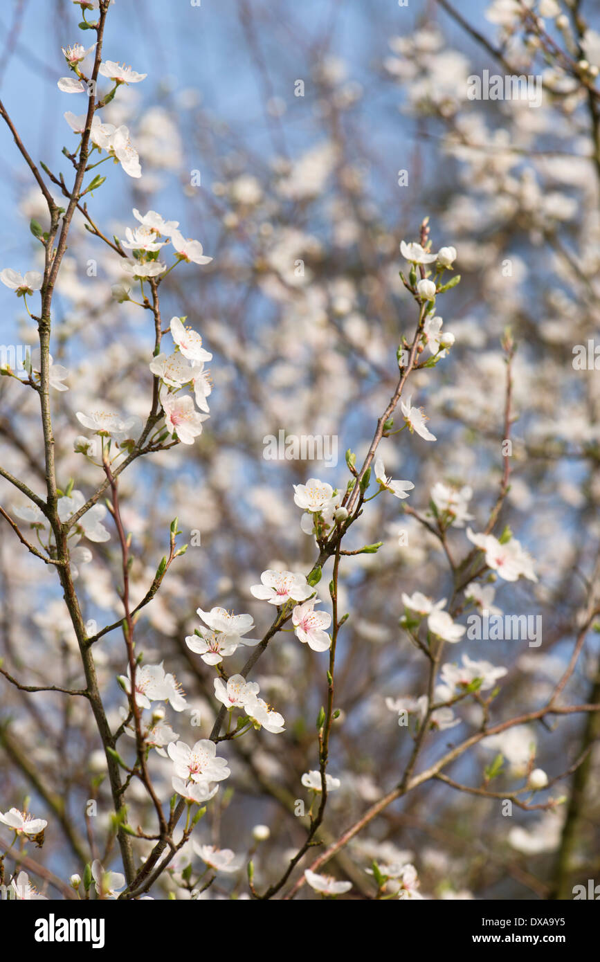 Kirschpflaume Prunus Divaricata oder Prunus Cerasifera Unterart Divaricata in voller Blüte im Frühjahr Stockfoto