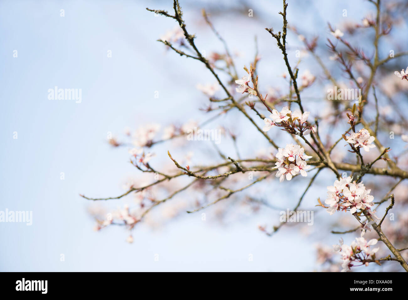 Prunus Cerasifera 'Hessei', Kirsche oder Myrobalan-Pflaume Stockfoto