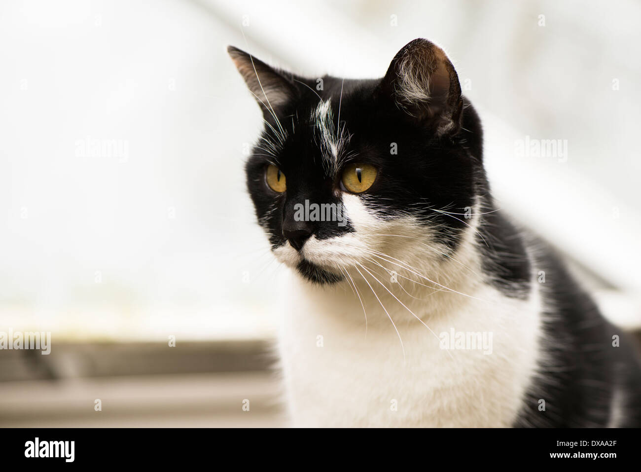 Schwarz / weiß Kurzhaar-Katze in einem Garten Stockfoto