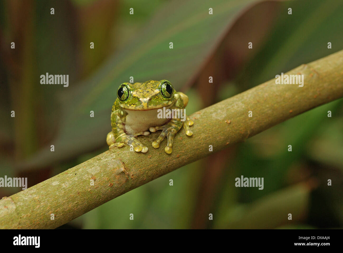 Peacock Frosch - Leptopelis vermiculatus Stockfoto