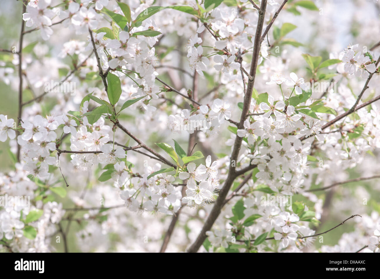 weiße Kirsche Blumen im Frühling Stockfoto