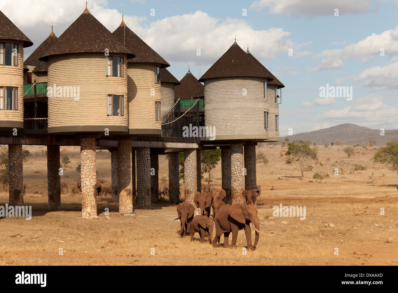 Elefanten im Sarova Salt Lick Game Lodge Taita Hills Kenia Stockfoto
