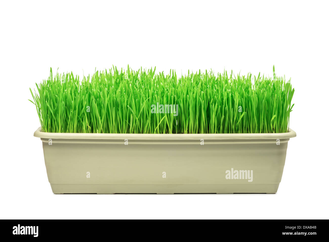 grünen Rasen isoliert auf weißem Hintergrund Stockfoto