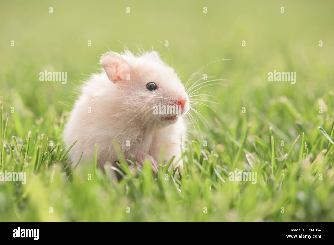 weißer Hamster auf Rasen closeup Stockfoto