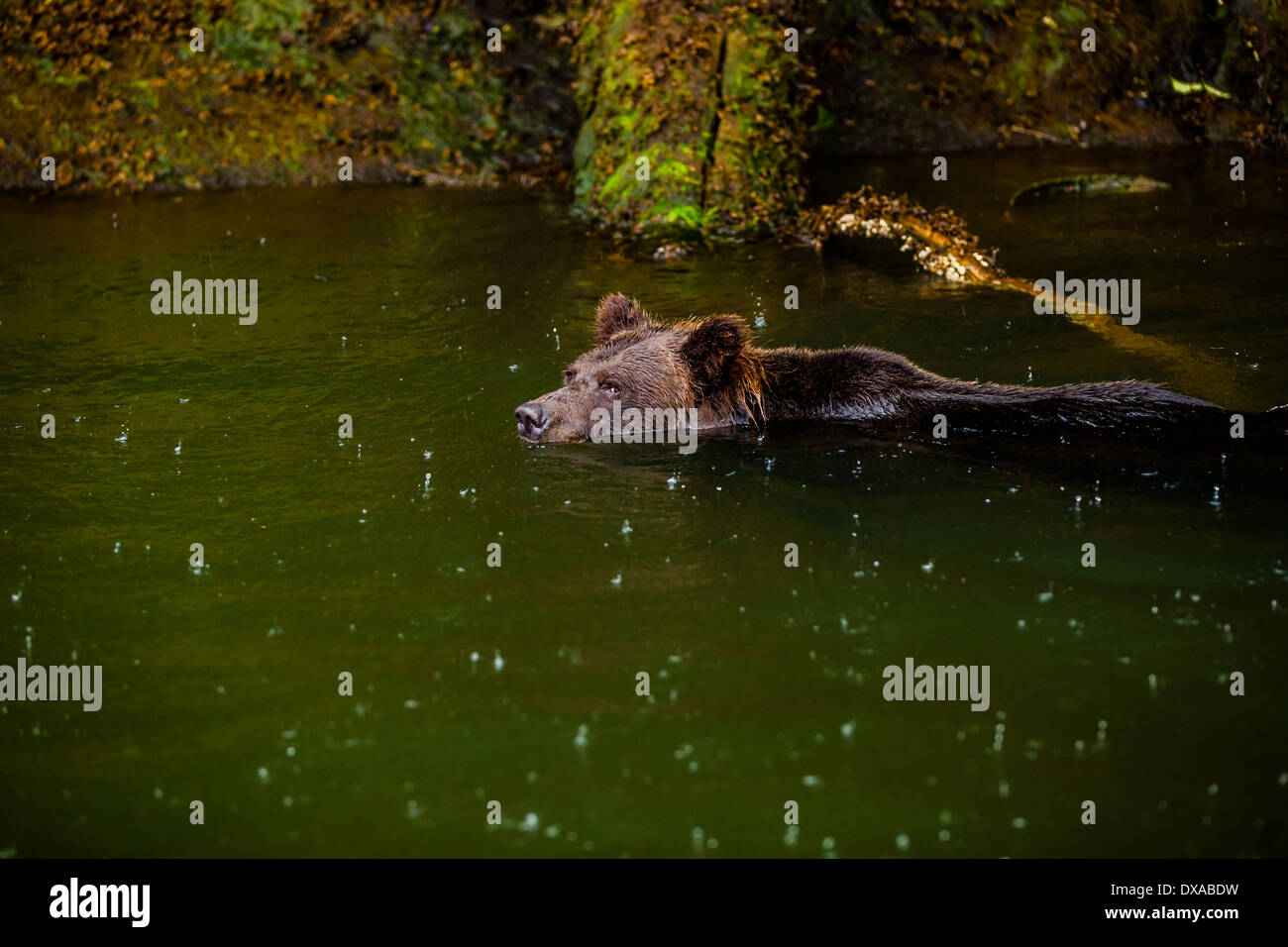 Eine Grizzlybär Sau schwimmt unter einem schweren Regen im Khutzeymateen Zulauf in Britisch-Kolumbien. Stockfoto