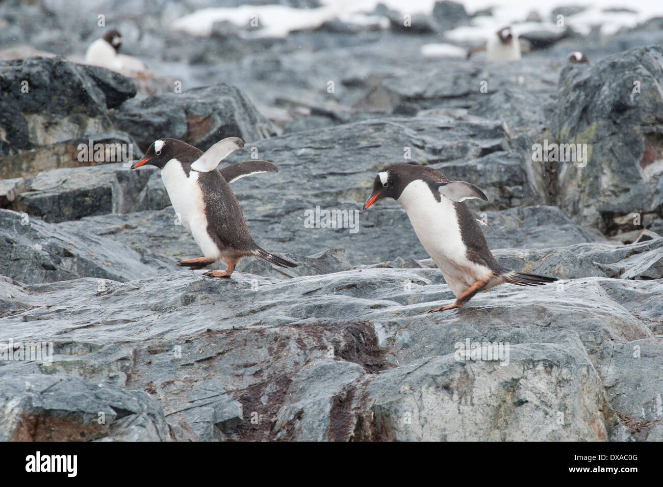 Gentoo Penguins, Pygoscelis Papua, springen auf Felsen. Cuverville Island, antarktische Halbinsel. Stockfoto