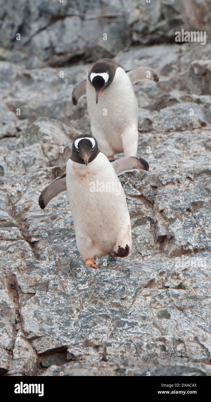 Gentoo Penguins, Pygoscelis Papua, springen auf Felsen. Cuverville Island, antarktische Halbinsel. Stockfoto