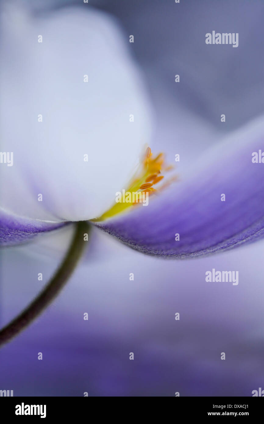 Anemone "wilder Schwan" schließen Seitenansicht zeigt Staubgefäße und grau-blaue Streifen an der Unterseite der weißen Blütenblätter. Stockfoto